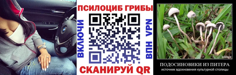 Купить где  Александровское  Галлюциногенные грибы GOLDEN TEACHER 